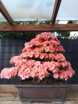 Preview: Bonsai - Jap. Satsuki Azalee, Wakaebisu